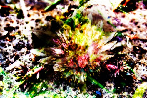 Creative Photography - Stephanie Bibb