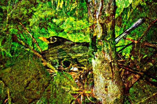 Creative Photography - Stephanie Bibb