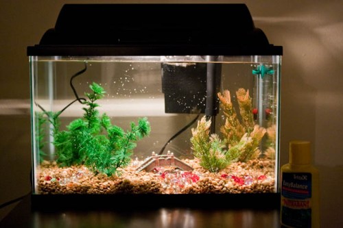 Fish Tank - Stephanie Bibb