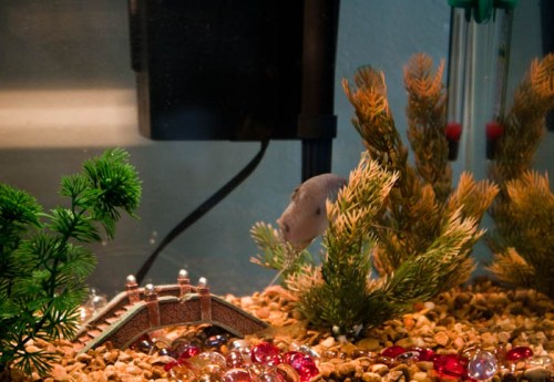 Fish Tank - Stephanie Bibb