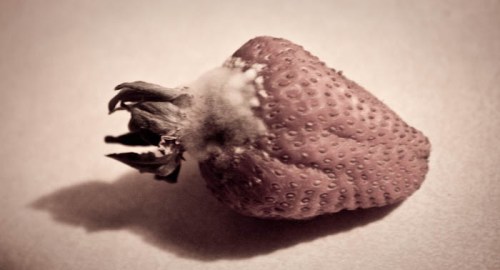 Photography - Stephanie Bibb