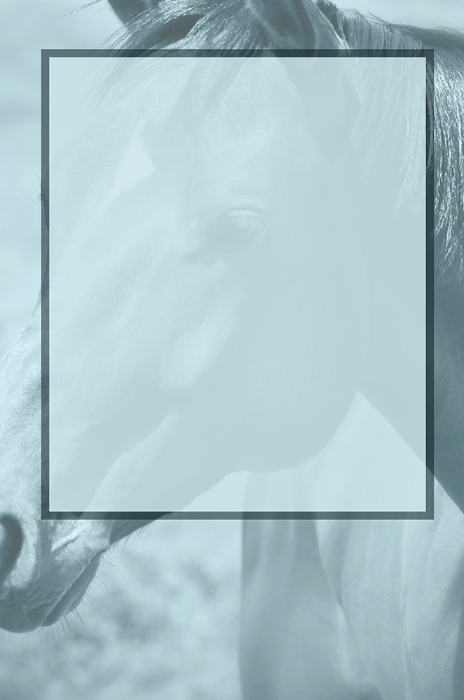 The Quarter Horse - Back Cover Blog